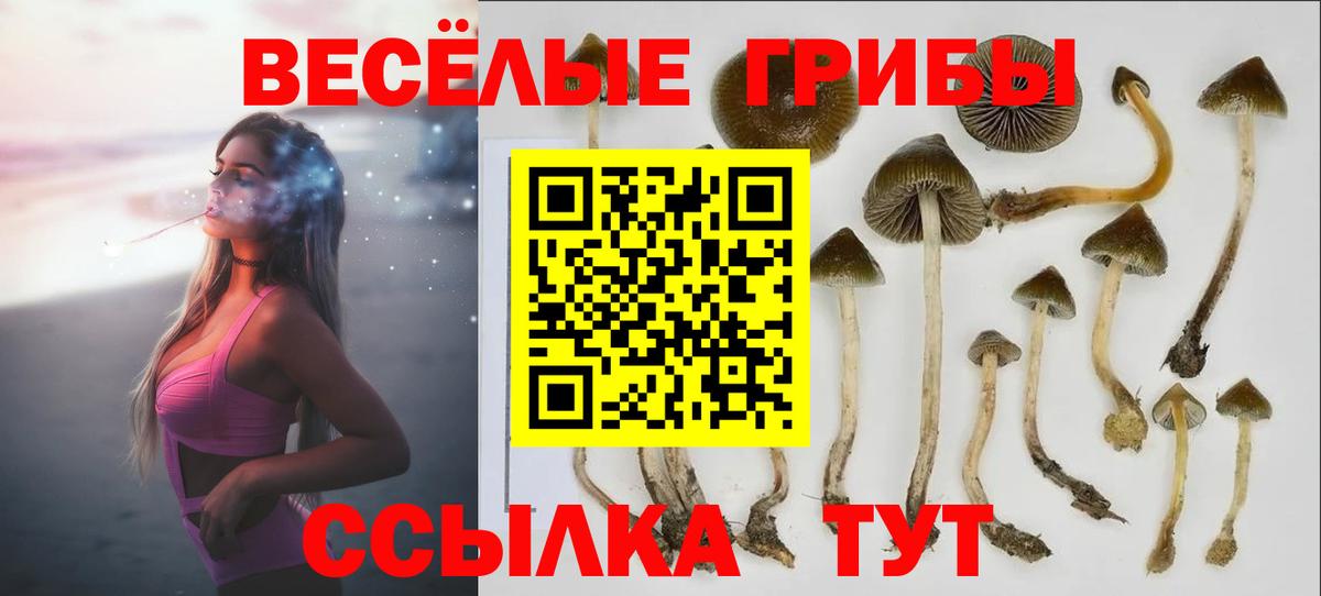 Родники  Псилоцибиновые грибы Cubensis  Вход с VPN 